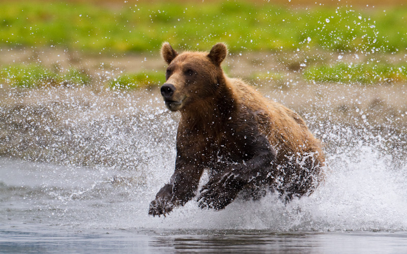 Grizzly Bear Chasing Salmon